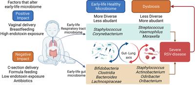 Early-Life Lung and Gut Microbiota Development and <mark class="highlighted">Respiratory Syncytial Virus Infection</mark>